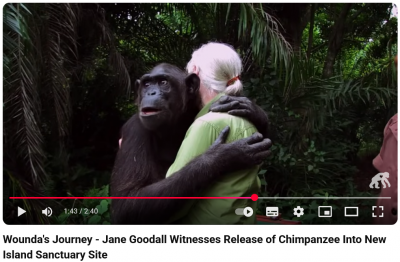Screenshot 2025-10-01 at 22-12-41 (5675) Wounda's Journey - Jane Goodall Witnesses Release of Chimpanzee Into New Island Sanctuary Site - YouTube.png